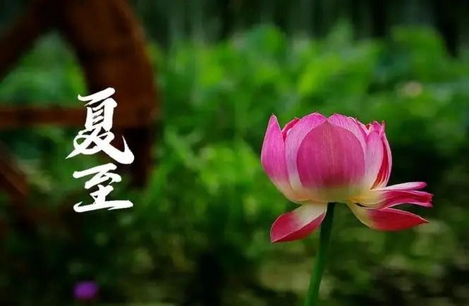 中國(guó)傳統(tǒng)二十四節(jié)氣——夏至